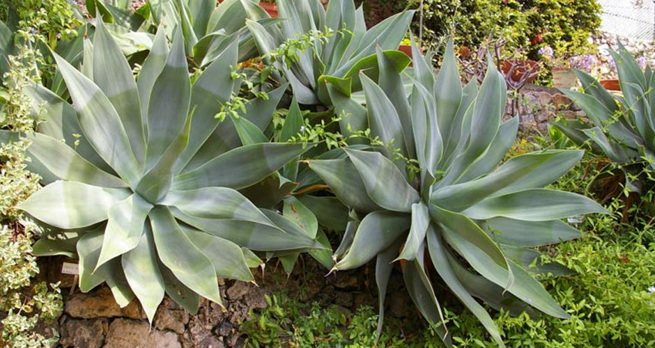 low-maintenance plants for Brisbane