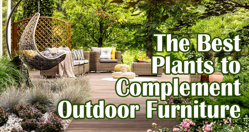 best plants to complement outdoor furniture