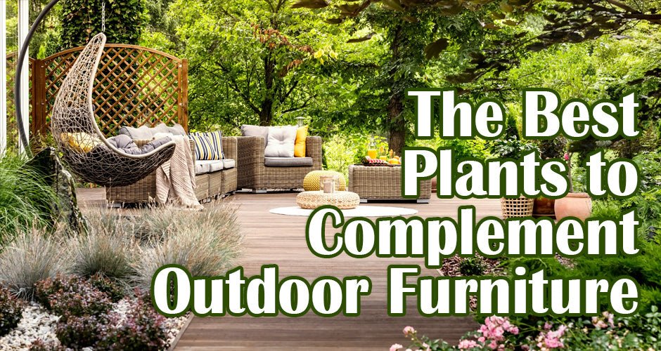 Transform Your Outdoor Space: 10 Best Plants to Complement Outdoor Furniture - Lume Outdoor Living